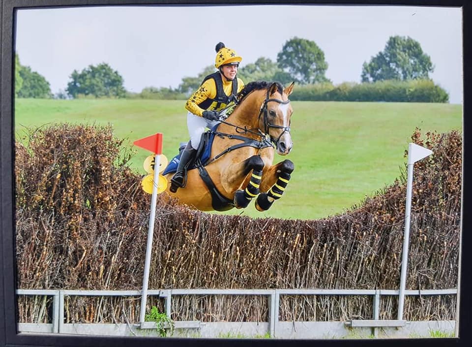 Legrande - Buckskin Oldenburg Eventing Stallion